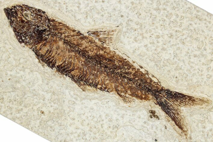 Detailed Fossil Fish (Knightia) - Wyoming #349205